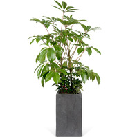 대엽홍콩 120cm