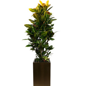 크로톤(특) 130cm
