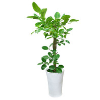 뱅갈고무나무 사기분(1m50cm)