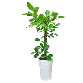 뱅갈고무나무 사기분(1m50cm)