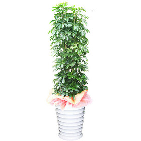 홍콩야자 사기분(2m)