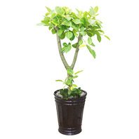 가지뱅갈나무 사기분(1m50cm)