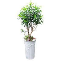 자마이카 (1m30cm)