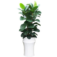 고무나무 (1m40cm)