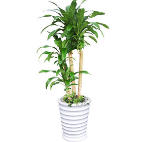 행운목괴목 사기분 150cm
