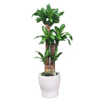 2단행운목 사기분(1m40cm)