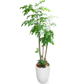 녹보수(대박나무)