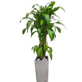 행운목 사각분 130cm