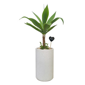용설란 40cm