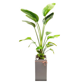 극락조 사각분 140cm