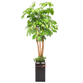 해피트리 사각분 150cm