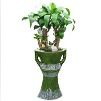 행운목 마블분(100cm)
