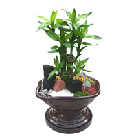 황금죽 사기분(40cm)