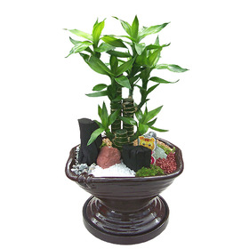 황금죽 사기분(40cm)
