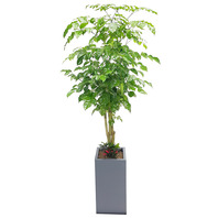 대박나무(녹보수) 사각분 130cm