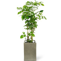 대박나무(녹보수) 사각분 120cm